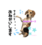 ビーグル犬✩ハッピー①（個別スタンプ：20）