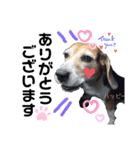 ビーグル犬✩ハッピー①（個別スタンプ：22）