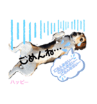 ビーグル犬✩ハッピー①（個別スタンプ：23）