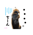ビーグル犬✩ハッピー①（個別スタンプ：24）
