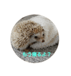 ハリネズミのチップ（個別スタンプ：1）