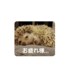 ハリネズミのチップ（個別スタンプ：4）