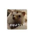 ハリネズミのチップ（個別スタンプ：5）
