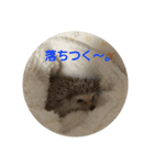 ハリネズミのチップ（個別スタンプ：6）