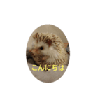 ハリネズミのチップ（個別スタンプ：8）