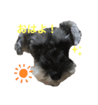 ミニチュアシュナウザーみみちゃん（個別スタンプ：1）