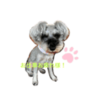 ミニチュアシュナウザーみみちゃん（個別スタンプ：3）