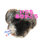 ミニチュアシュナウザーみみちゃん（個別スタンプ：4）