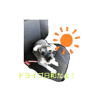 ミニチュアシュナウザーみみちゃん（個別スタンプ：21）