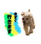 マルプーのお返事②（個別スタンプ：9）
