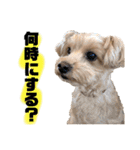 マルプーのお返事②（個別スタンプ：22）