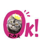 たみえ専用スタンプ（個別スタンプ：4）