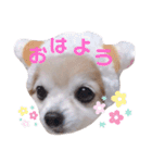 いんぬいんぬ（個別スタンプ：3）