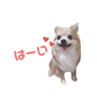 いんぬいんぬ（個別スタンプ：4）