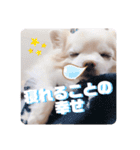 いんぬいんぬ（個別スタンプ：6）