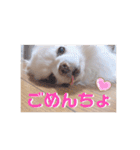 いんぬいんぬ（個別スタンプ：7）