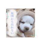 いんぬいんぬ（個別スタンプ：10）