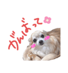 いんぬいんぬ（個別スタンプ：13）