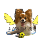 毎日、ぽんず。（個別スタンプ：1）