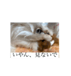 毎日、ぽんず。（個別スタンプ：5）
