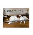 毎日、ぽんず。（個別スタンプ：10）