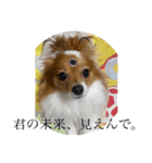 毎日、ぽんず。（個別スタンプ：11）