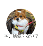 毎日、ぽんず。（個別スタンプ：15）