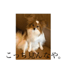 毎日、ぽんず。（個別スタンプ：18）