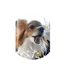毎日、ぽんず。（個別スタンプ：19）