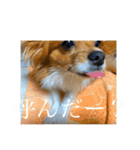 毎日、ぽんず。（個別スタンプ：22）