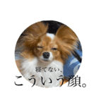 毎日、ぽんず。（個別スタンプ：28）