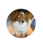 毎日、ぽんず。（個別スタンプ：29）