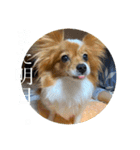 毎日、ぽんず。（個別スタンプ：30）