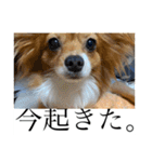 毎日、ぽんず。（個別スタンプ：31）