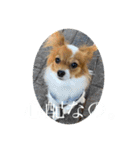 毎日、ぽんず。（個別スタンプ：35）