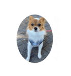 毎日、ぽんず。（個別スタンプ：37）