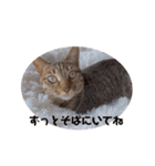 ぴっきーぴっきーの日常（個別スタンプ：12）
