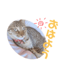 ぴっきーぴっきーの日常（個別スタンプ：15）
