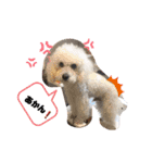 ぺんぺん_ふぁみりー_いのうえ（個別スタンプ：23）