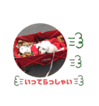 ぺんぺん_ふぁみりー_いのうえ（個別スタンプ：30）