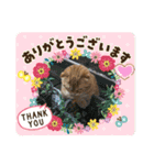 猫姫からのメッセージ。（個別スタンプ：4）