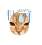 猫姫からのメッセージ。（個別スタンプ：12）