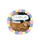 猫姫からのメッセージ。（個別スタンプ：13）