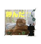 猫姫からのメッセージ。（個別スタンプ：14）
