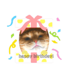猫姫からのメッセージ。（個別スタンプ：24）