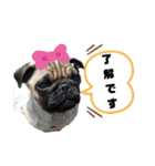 パグのさすけ君スタンプ1（個別スタンプ：1）