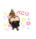 パグのさすけ君スタンプ1（個別スタンプ：5）