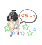 パグのさすけ君スタンプ1（個別スタンプ：22）