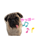 パグのさすけ君スタンプ1（個別スタンプ：27）