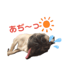 パグのさすけ君スタンプ1（個別スタンプ：30）